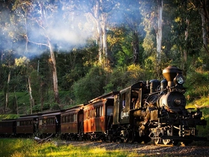 forest, Train, locomotive
