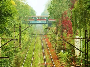 Train, forest, overpass