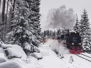 viewes, winter, forest, trees, steam train