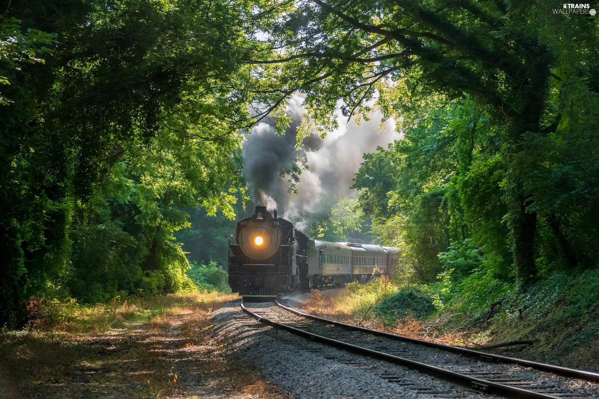 viewes, forest, steam train, smoke, ##, trees