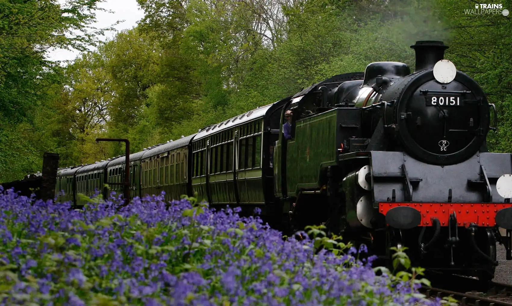 viewes, Flowers, locomotive, trees, Train