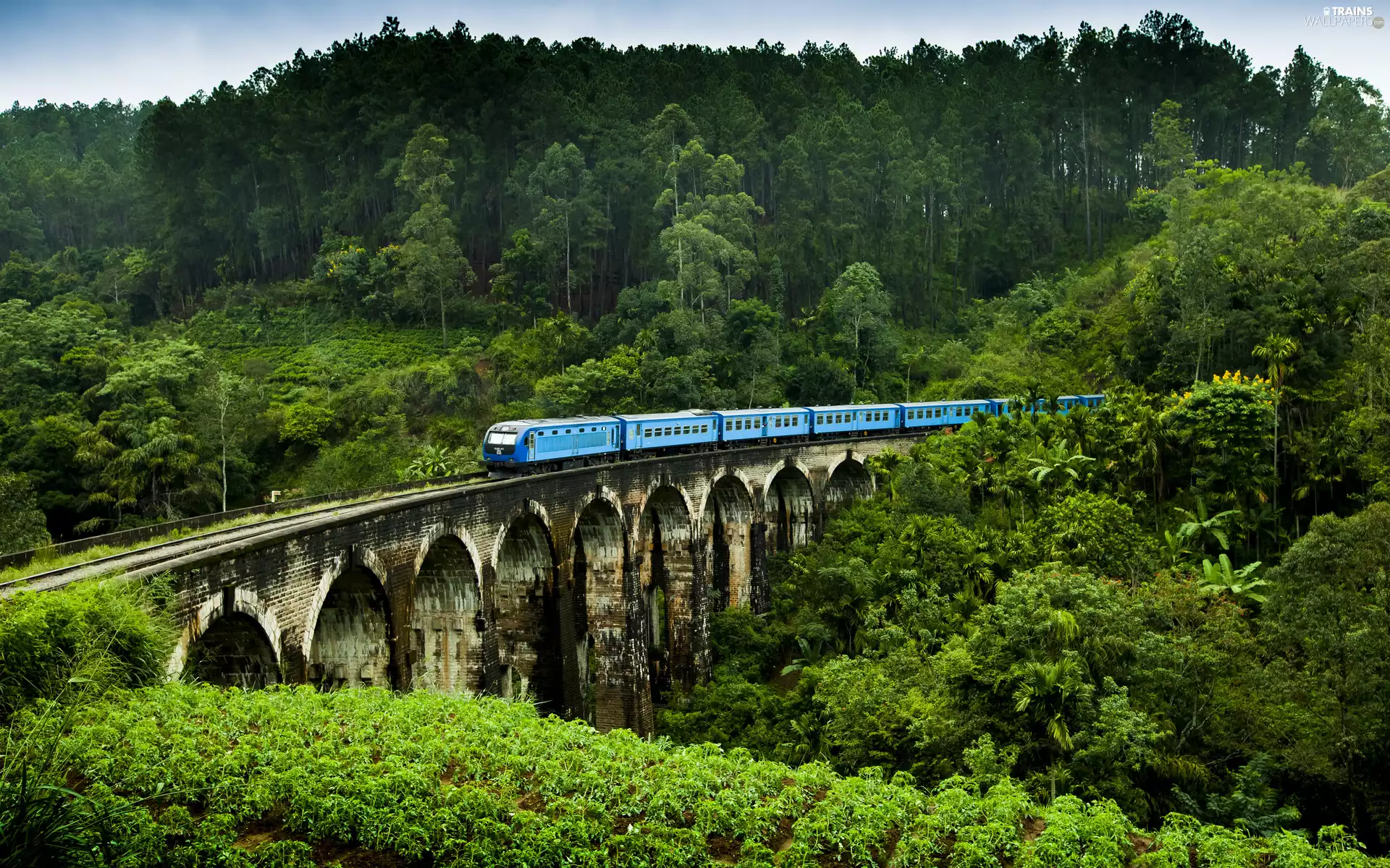 woods, Electric train, Demodara, Nine Arches Bridge, Sri Lanka